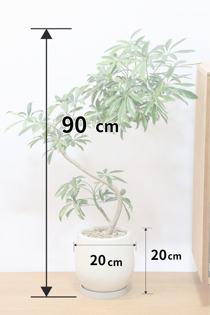 【シェフレラ アッシュフォリア】APEGOでも人気の品種！いい葉色に仕上がっておりますのでオススメです！