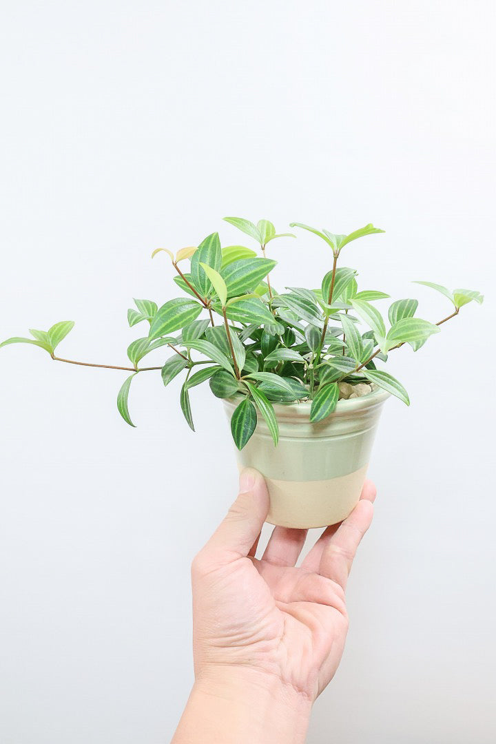 送料無料】風水におすすめの観葉植物 | 観葉植物の通信販売 | APEGO