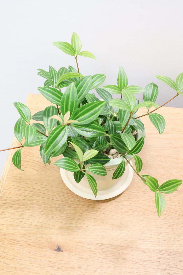 【ペペロミア ラグラス】数あるペペロミアの種類の中でもミニミニに葉がかわいいタイプ！育てやすい多肉植物です!!