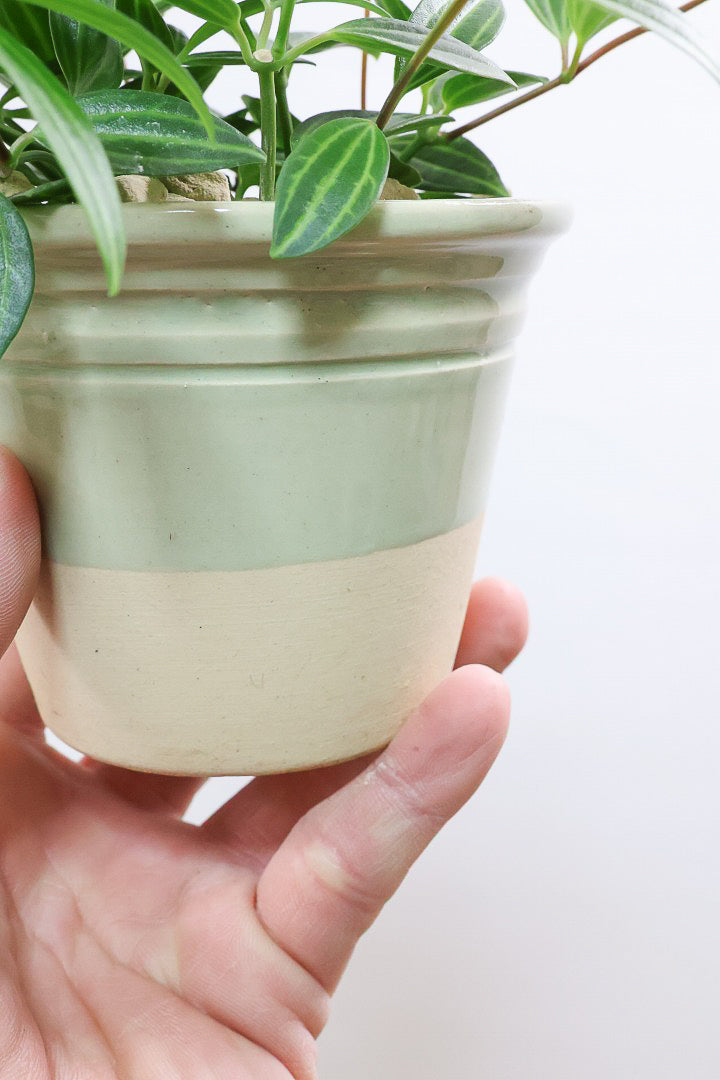 【ペペロミア ラグラス】数あるペペロミアの種類の中でもミニミニに葉がかわいいタイプ！育てやすい多肉植物です!!