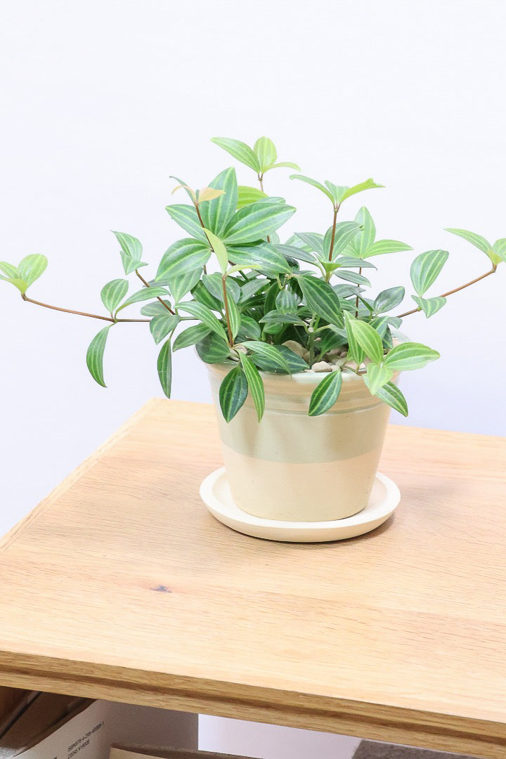 【ペペロミア ラグラス】数あるペペロミアの種類の中でもミニミニに葉がかわいいタイプ！育てやすい多肉植物です!!