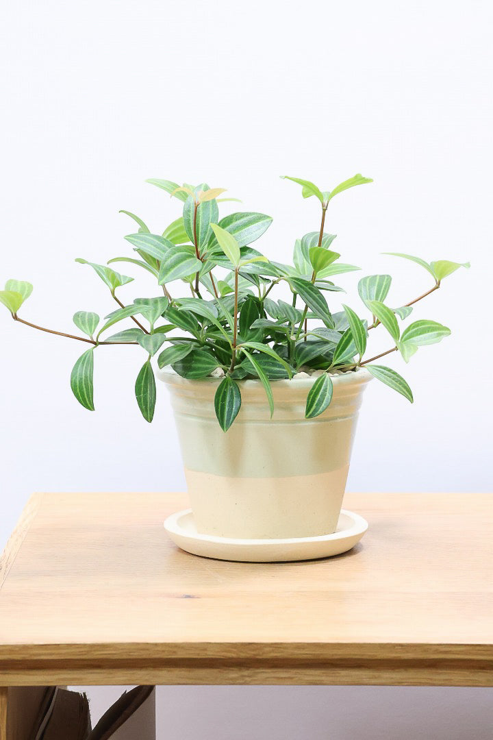 【ペペロミア ラグラス】数あるペペロミアの種類の中でもミニミニに葉がかわいいタイプ！育てやすい多肉植物です!!