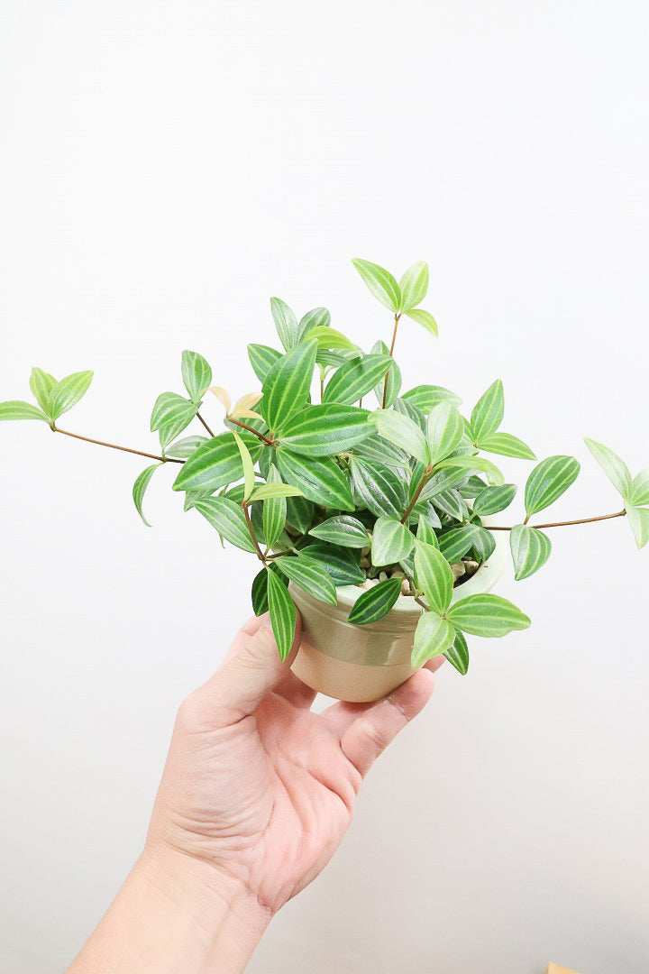 【ペペロミア ラグラス】数あるペペロミアの種類の中でもミニミニに葉がかわいいタイプ！育てやすい多肉植物です!!