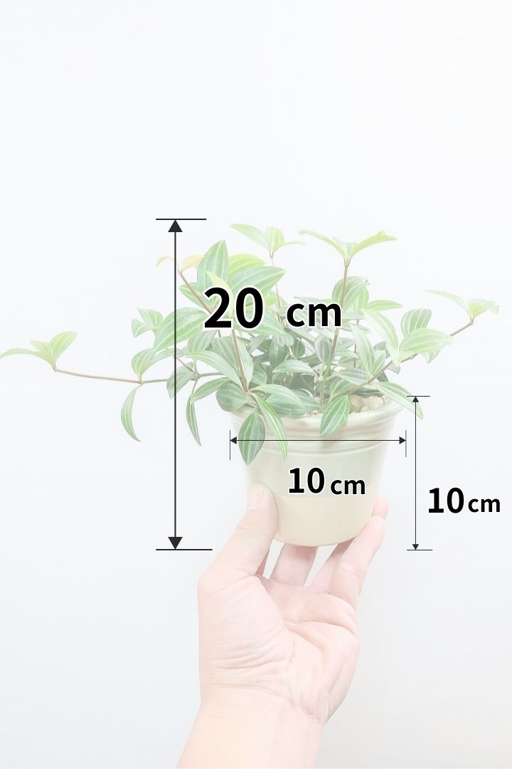 【ペペロミア ラグラス】数あるペペロミアの種類の中でもミニミニに葉がかわいいタイプ！育てやすい多肉植物です!!