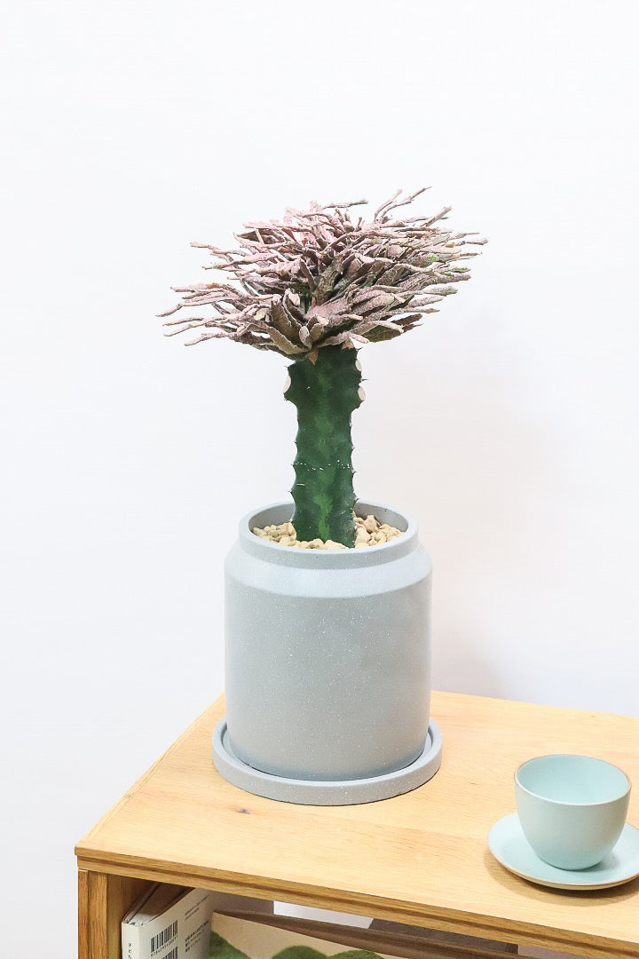 【ユーフォルビア プラティクラーダ】通称ゾンビプランツ！個性的なフォルムの多肉植物。希少な観葉植物！
