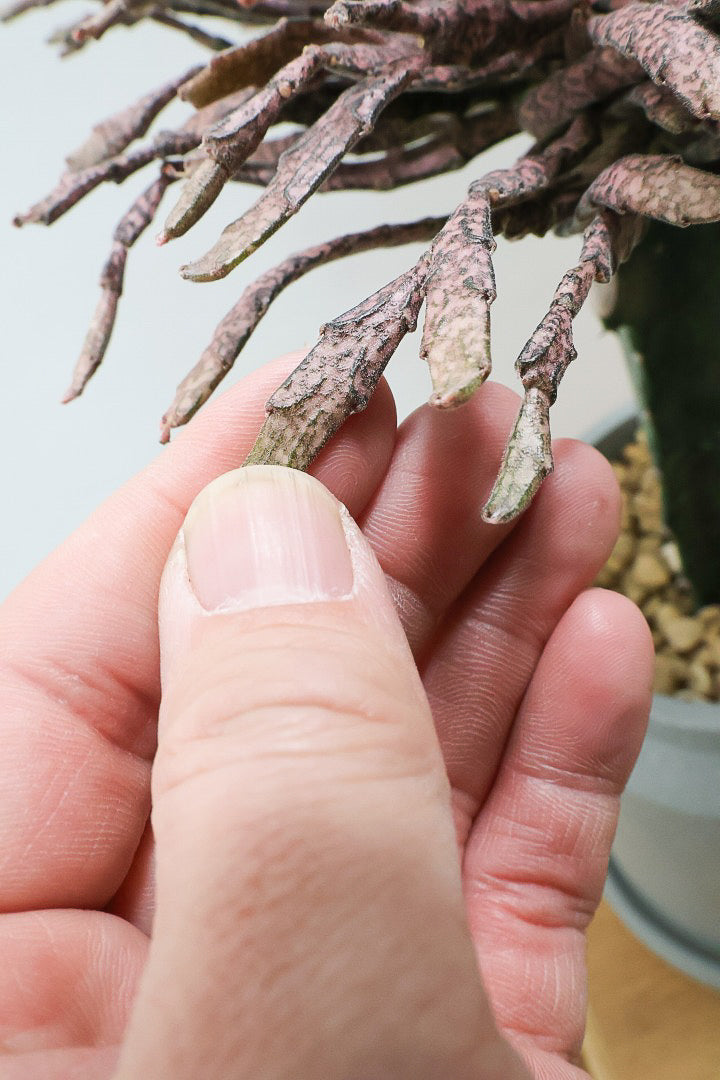 【ユーフォルビア プラティクラーダ】通称ゾンビプランツ！個性的なフォルムの多肉植物。希少な観葉植物！