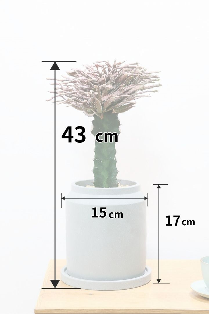 ユーフォルビア プラティクラーダCO61046| 観葉植物の通信販売 | APEGO