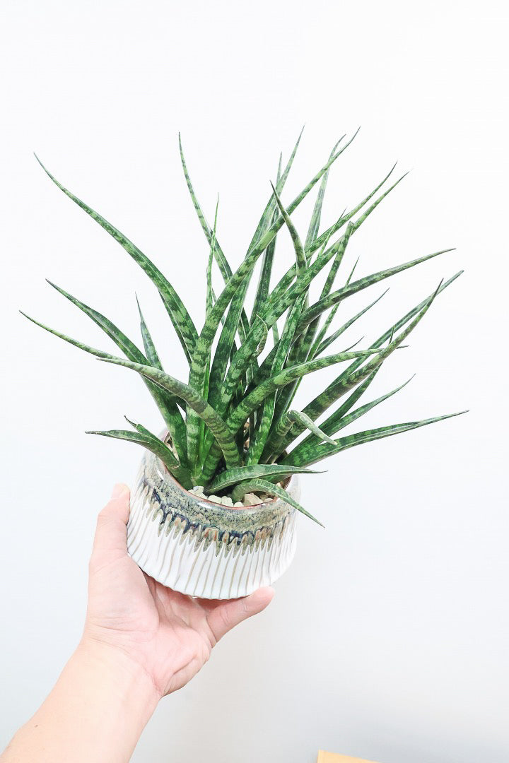 【サンスベリア ファーンウッドパンク】仲良しの生産者さんからいい形のものを分けてもらいました！シャープな葉が素敵です！