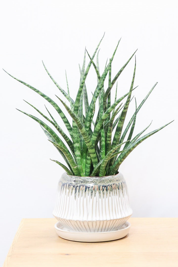 【サンスベリア ファーンウッドパンク】仲良しの生産者さんからいい形のものを分けてもらいました！シャープな葉が素敵です！