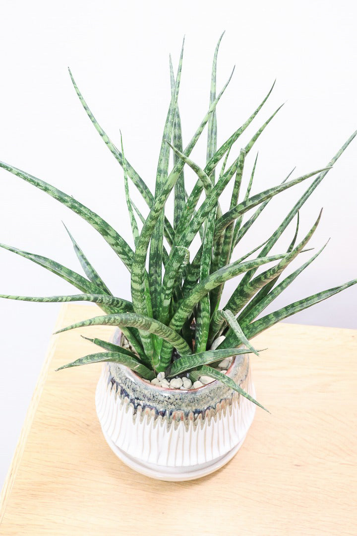 【サンスベリア ファーンウッドパンク】仲良しの生産者さんからいい形のものを分けてもらいました！シャープな葉が素敵です！