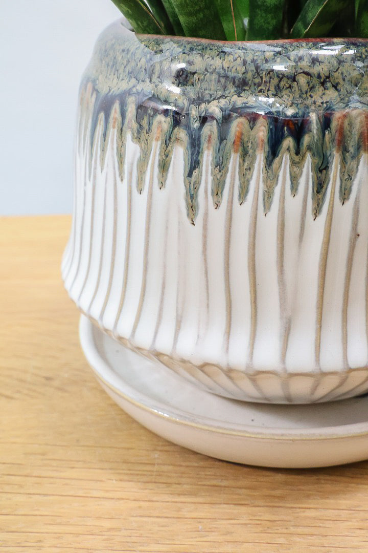 【サンスベリア ファーンウッドパンク】仲良しの生産者さんからいい形のものを分けてもらいました！シャープな葉が素敵です！