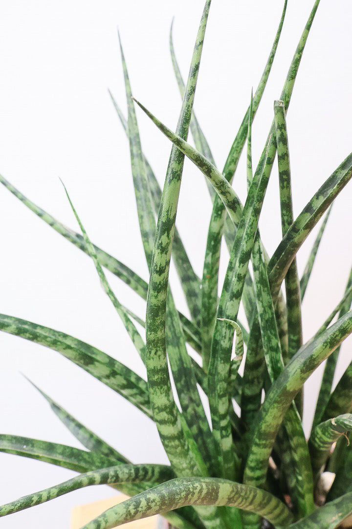 【サンスベリア ファーンウッドパンク】仲良しの生産者さんからいい形のものを分けてもらいました！シャープな葉が素敵です！