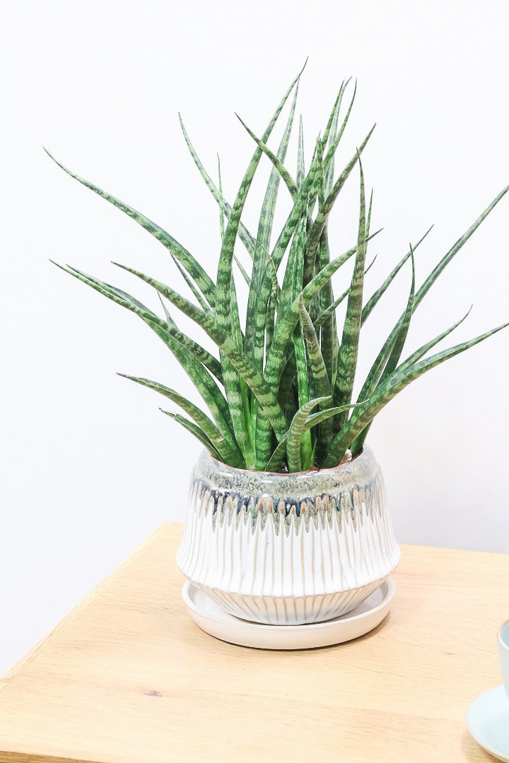 【サンスベリア ファーンウッドパンク】仲良しの生産者さんからいい形のものを分けてもらいました！シャープな葉が素敵です！