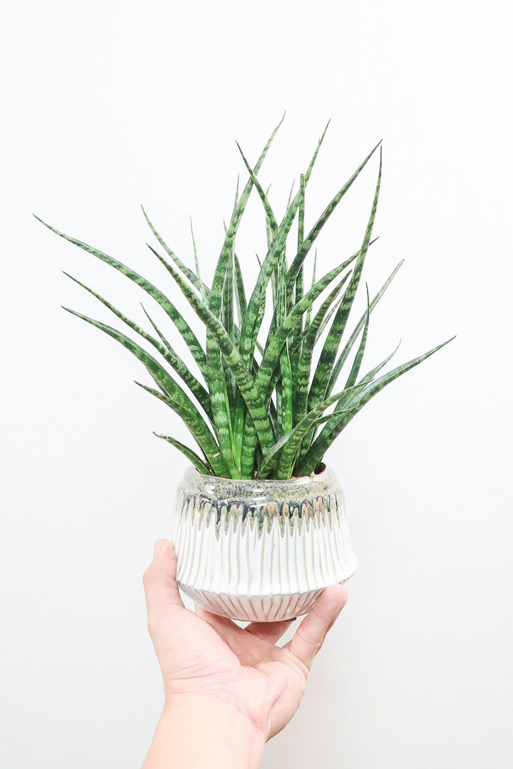 【サンスベリア ファーンウッドパンク】仲良しの生産者さんからいい形のものを分けてもらいました！シャープな葉が素敵です！