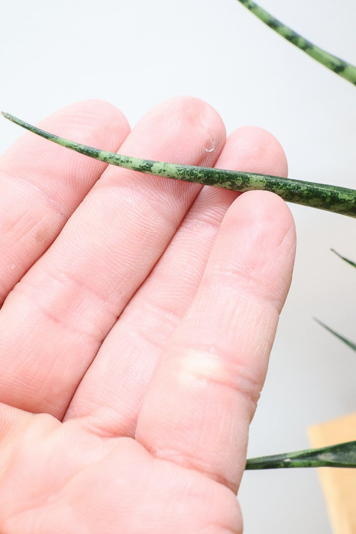 【サンスベリア ファーンウッドパンク】仲良しの生産者さんからいい形のものを分けてもらいました！シャープな葉が素敵です！