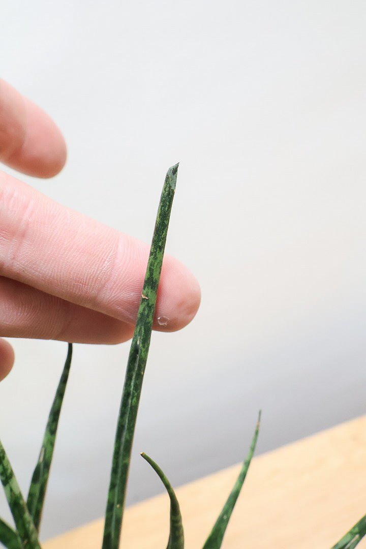 【サンスベリア ファーンウッドパンク】仲良しの生産者さんからいい形のものを分けてもらいました！シャープな葉が素敵です！