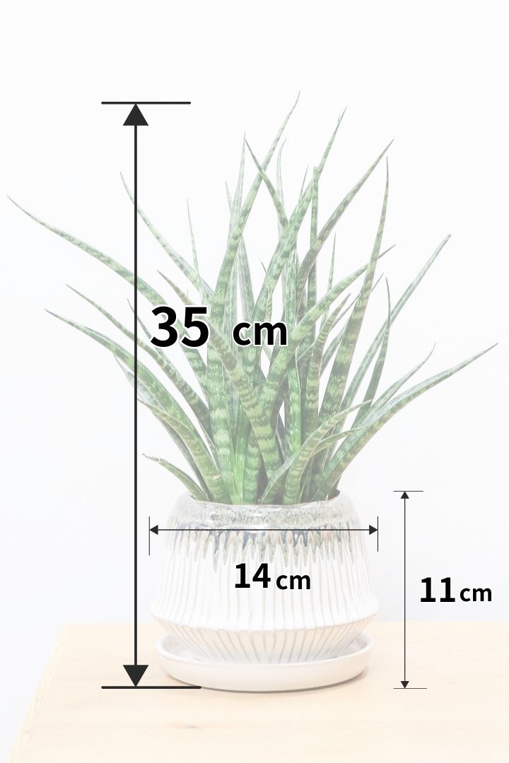 【サンスベリア ファーンウッドパンク】仲良しの生産者さんからいい形のものを分けてもらいました！シャープな葉が素敵です！