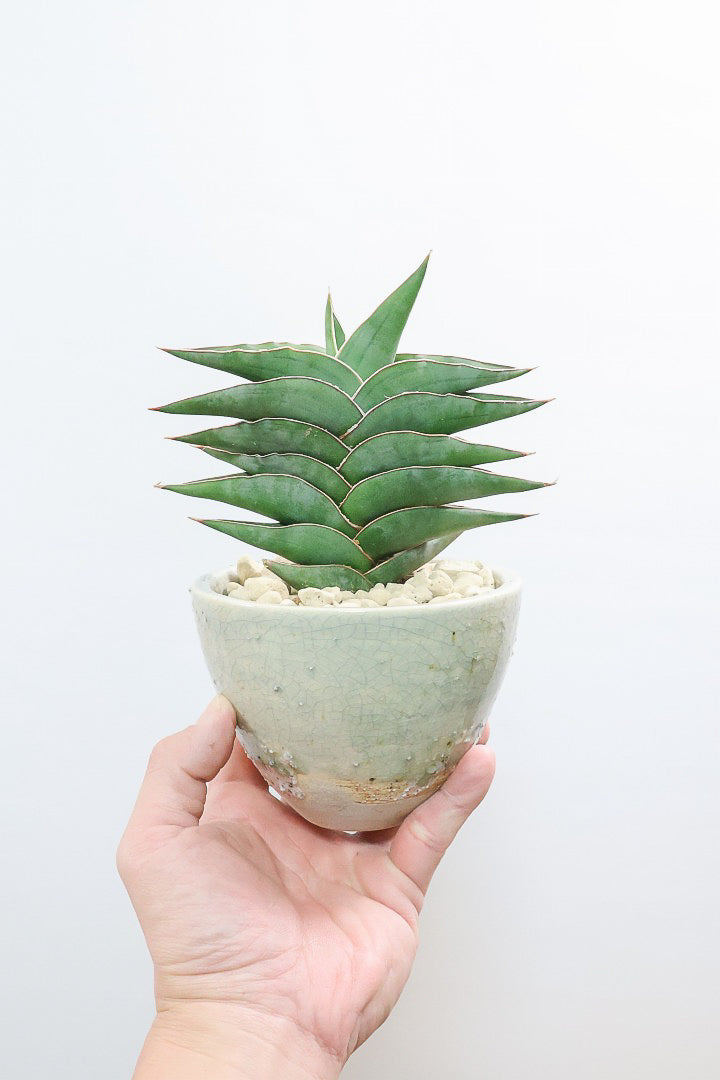 【サンスベリア ポーエリー】静岡県の生産者さんのこだわり品種！限定1鉢だけの入荷！次回の入荷予定はありません！