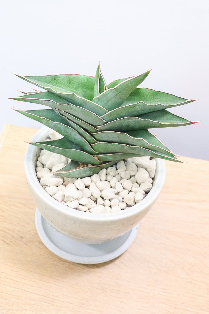 【サンスベリア ポーエリー】静岡県の生産者さんのこだわり品種！限定1鉢だけの入荷！次回の入荷予定はありません！