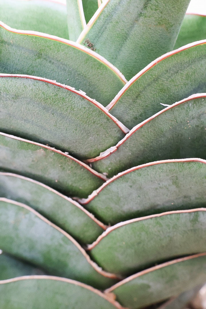 【サンスベリア ポーエリー】静岡県の生産者さんのこだわり品種！限定1鉢だけの入荷！次回の入荷予定はありません！