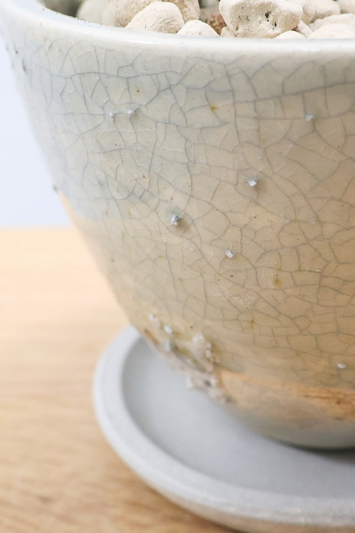 【サンスベリア ポーエリー】静岡県の生産者さんのこだわり品種！限定1鉢だけの入荷！次回の入荷予定はありません！