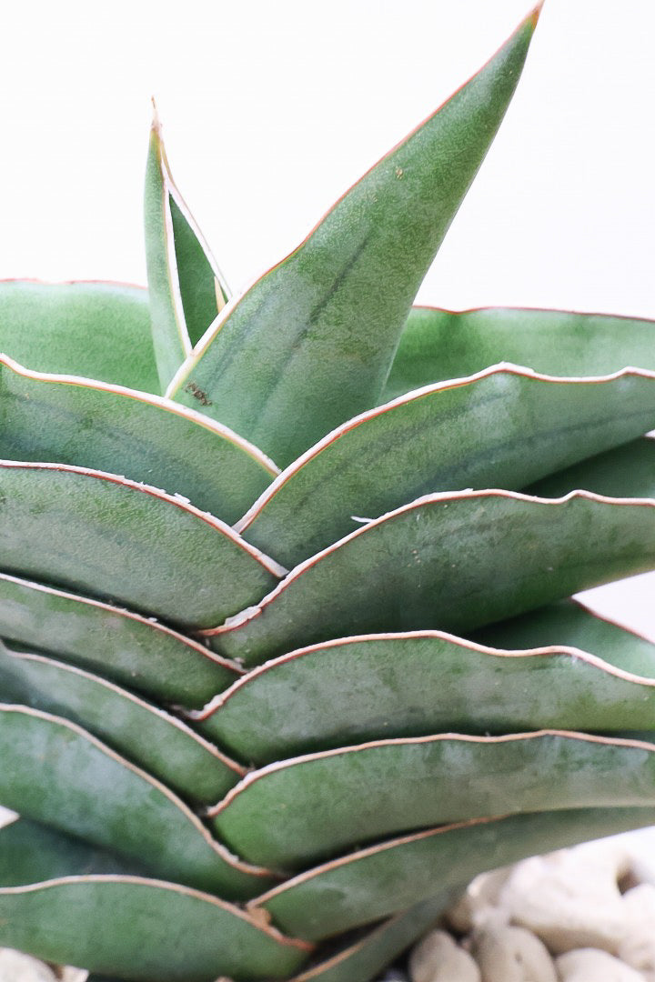 【サンスベリア ポーエリー】静岡県の生産者さんのこだわり品種！限定1鉢だけの入荷！次回の入荷予定はありません！