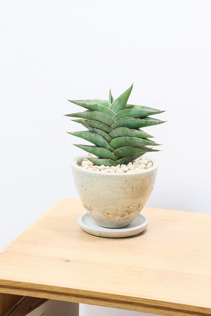 【サンスベリア ポーエリー】静岡県の生産者さんのこだわり品種！限定1鉢だけの入荷！次回の入荷予定はありません！