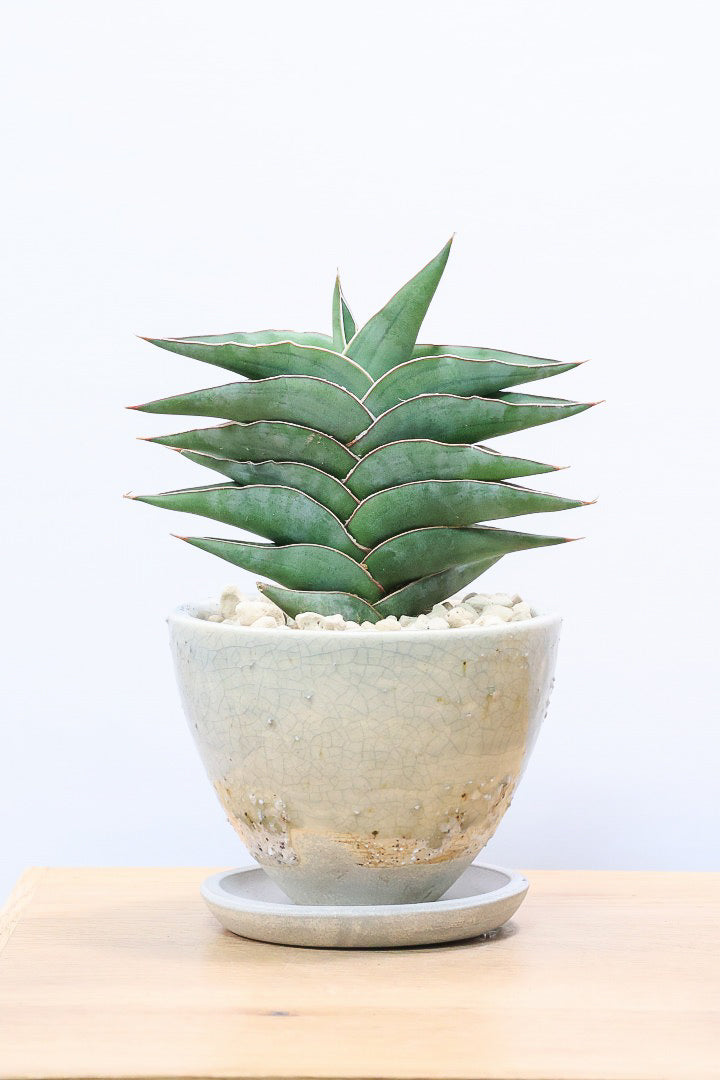 【サンスベリア ポーエリー】静岡県の生産者さんのこだわり品種！限定1鉢だけの入荷！次回の入荷予定はありません！