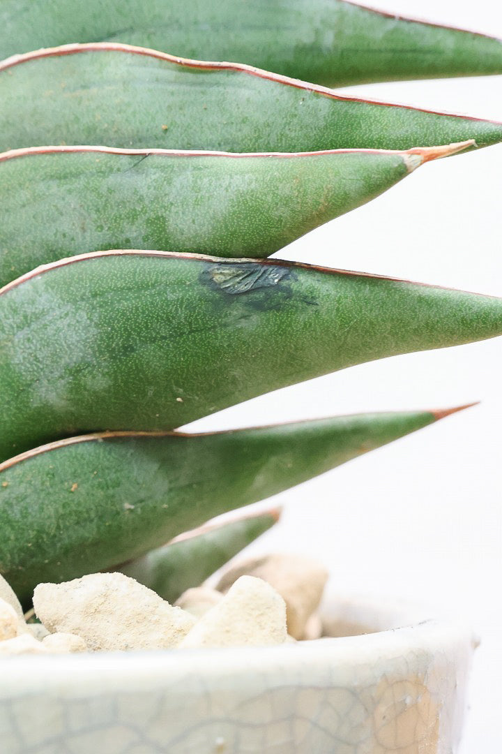 【サンスベリア ポーエリー】静岡県の生産者さんのこだわり品種！限定1鉢だけの入荷！次回の入荷予定はありません！