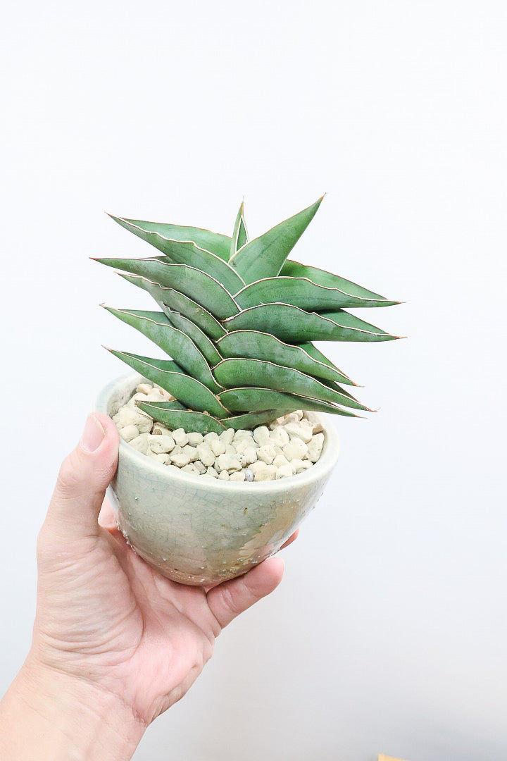 【サンスベリア ポーエリー】静岡県の生産者さんのこだわり品種！限定1鉢だけの入荷！次回の入荷予定はありません！