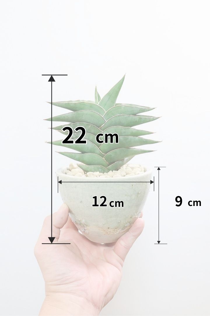 【サンスベリア ポーエリー】静岡県の生産者さんのこだわり品種！限定1鉢だけの入荷！次回の入荷予定はありません！