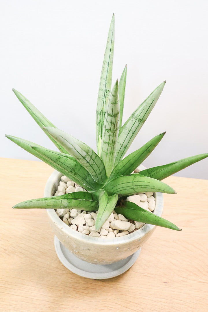 【サンスベリア シルバークラウン】静岡県の生産者さんのこだわり品種！POTとのバランスも最高にカッコいいと思います！