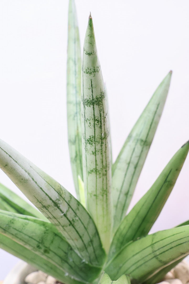 【サンスベリア シルバークラウン】静岡県の生産者さんのこだわり品種！POTとのバランスも最高にカッコいいと思います！