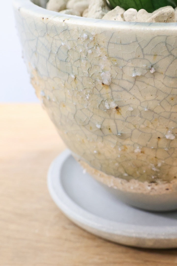 【サンスベリア シルバークラウン】静岡県の生産者さんのこだわり品種！POTとのバランスも最高にカッコいいと思います！