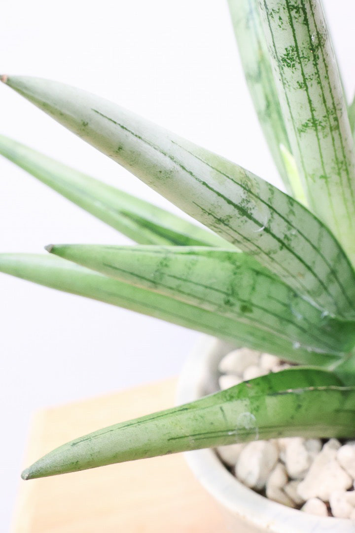 【サンスベリア シルバークラウン】静岡県の生産者さんのこだわり品種！POTとのバランスも最高にカッコいいと思います！