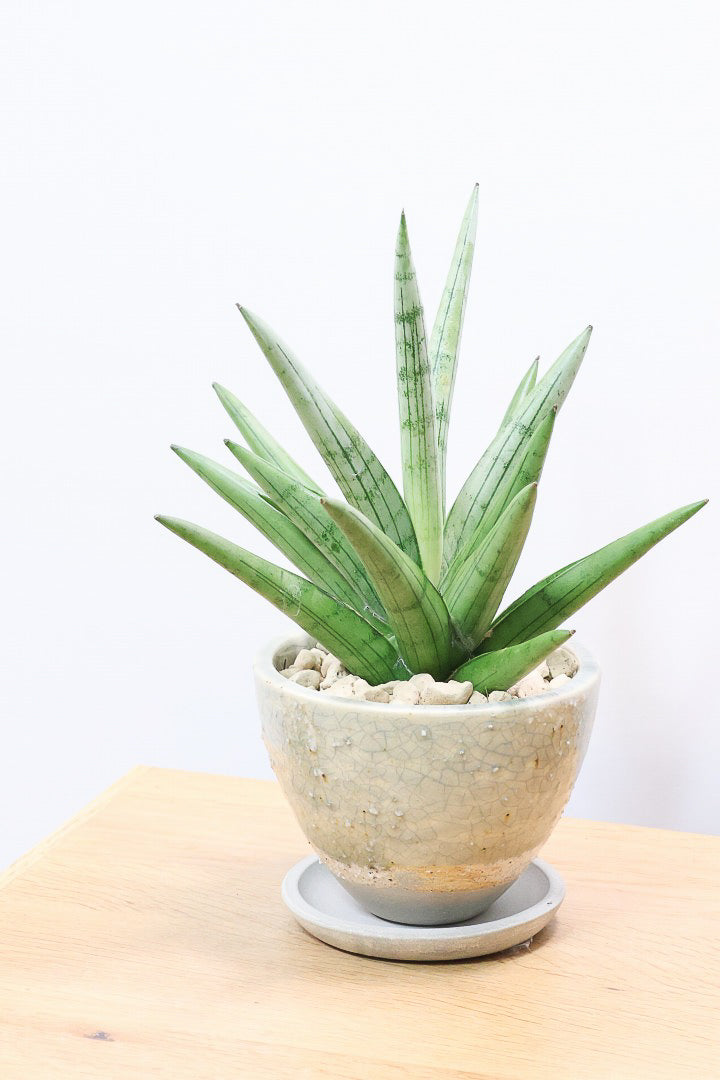 【サンスベリア シルバークラウン】静岡県の生産者さんのこだわり品種！POTとのバランスも最高にカッコいいと思います！