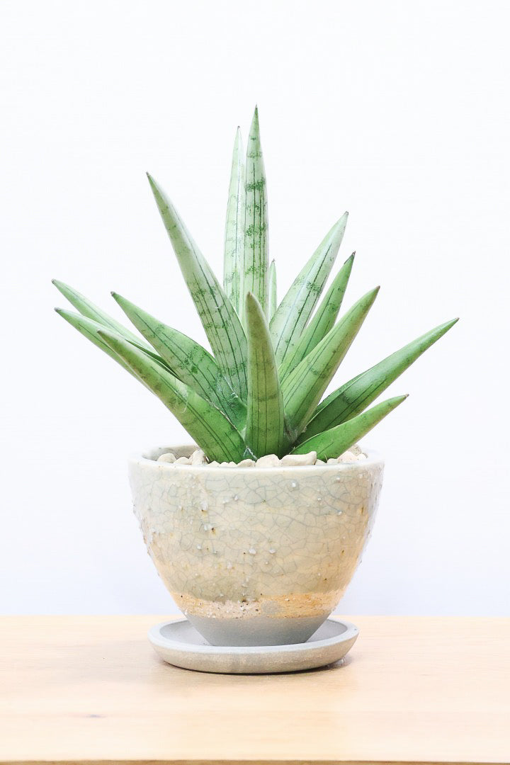 【サンスベリア シルバークラウン】静岡県の生産者さんのこだわり品種！POTとのバランスも最高にカッコいいと思います！
