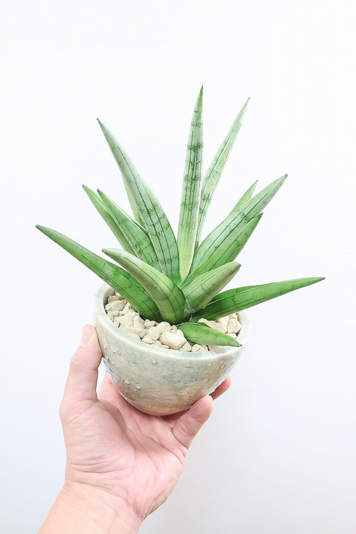 【サンスベリア シルバークラウン】静岡県の生産者さんのこだわり品種！POTとのバランスも最高にカッコいいと思います！