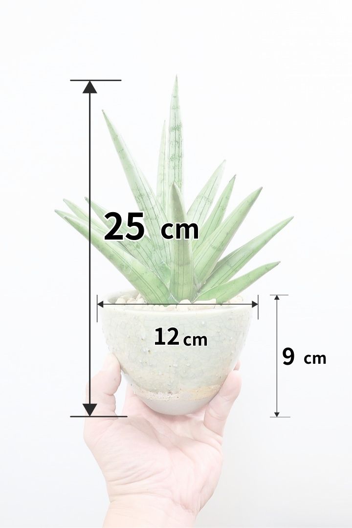 【サンスベリア シルバークラウン】静岡県の生産者さんのこだわり品種！POTとのバランスも最高にカッコいいと思います！