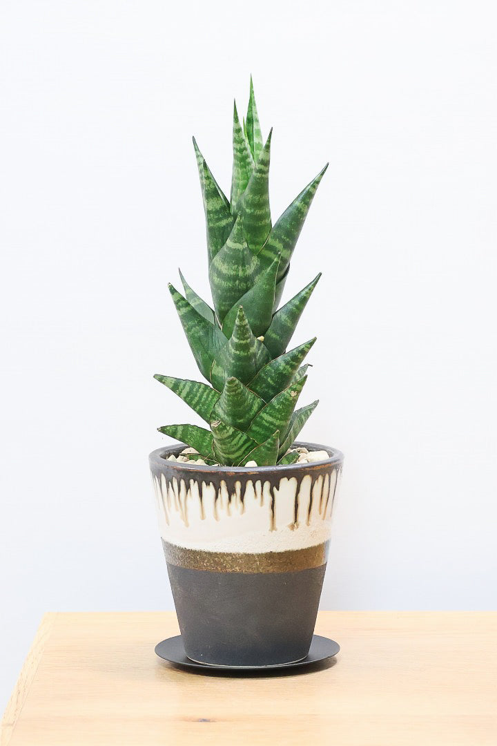 【サンスベリア タイハイブリッド】あまり出回らない希少種！生産者さん一押しのニューフェイス!!