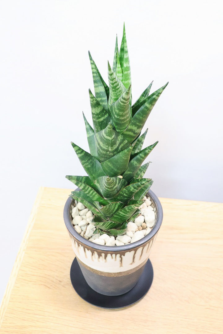 【サンスベリア タイハイブリッド】あまり出回らない希少種！生産者さん一押しのニューフェイス!!