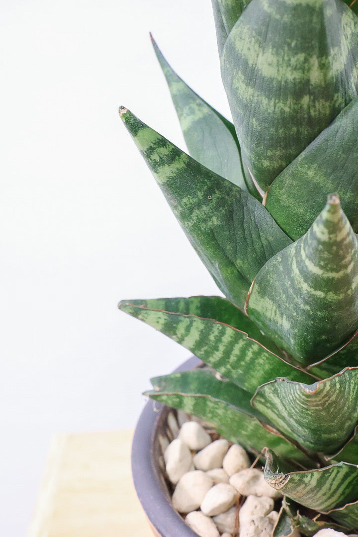 【サンスベリア タイハイブリッド】あまり出回らない希少種！生産者さん一押しのニューフェイス!!