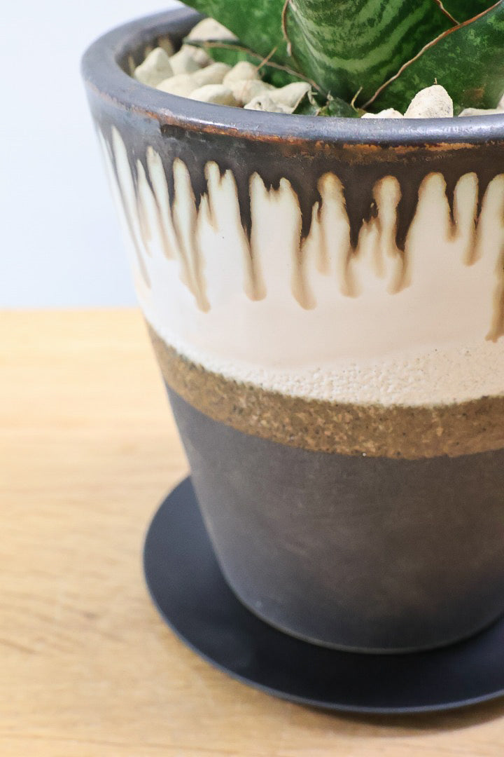 【サンスベリア タイハイブリッド】あまり出回らない希少種！生産者さん一押しのニューフェイス!!