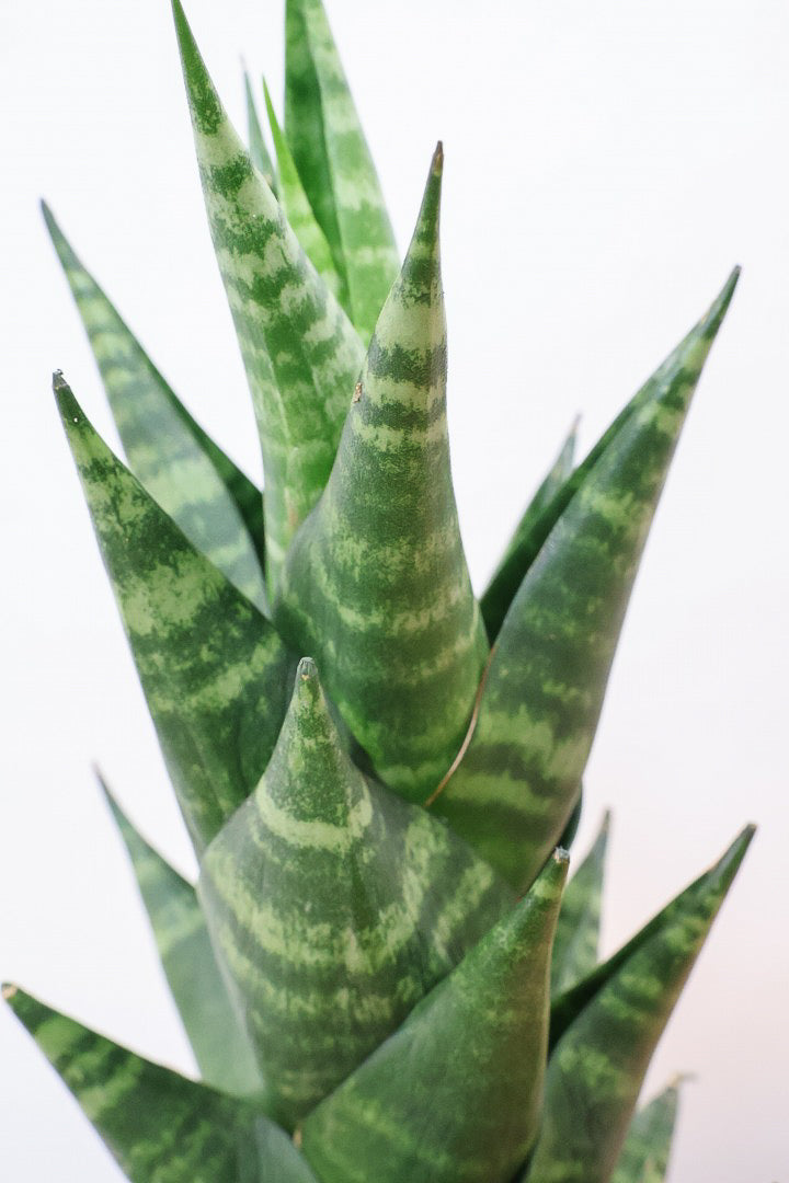 【サンスベリア タイハイブリッド】あまり出回らない希少種！生産者さん一押しのニューフェイス!!