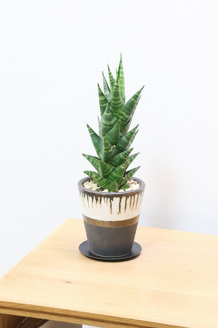 【サンスベリア タイハイブリッド】あまり出回らない希少種！生産者さん一押しのニューフェイス!!