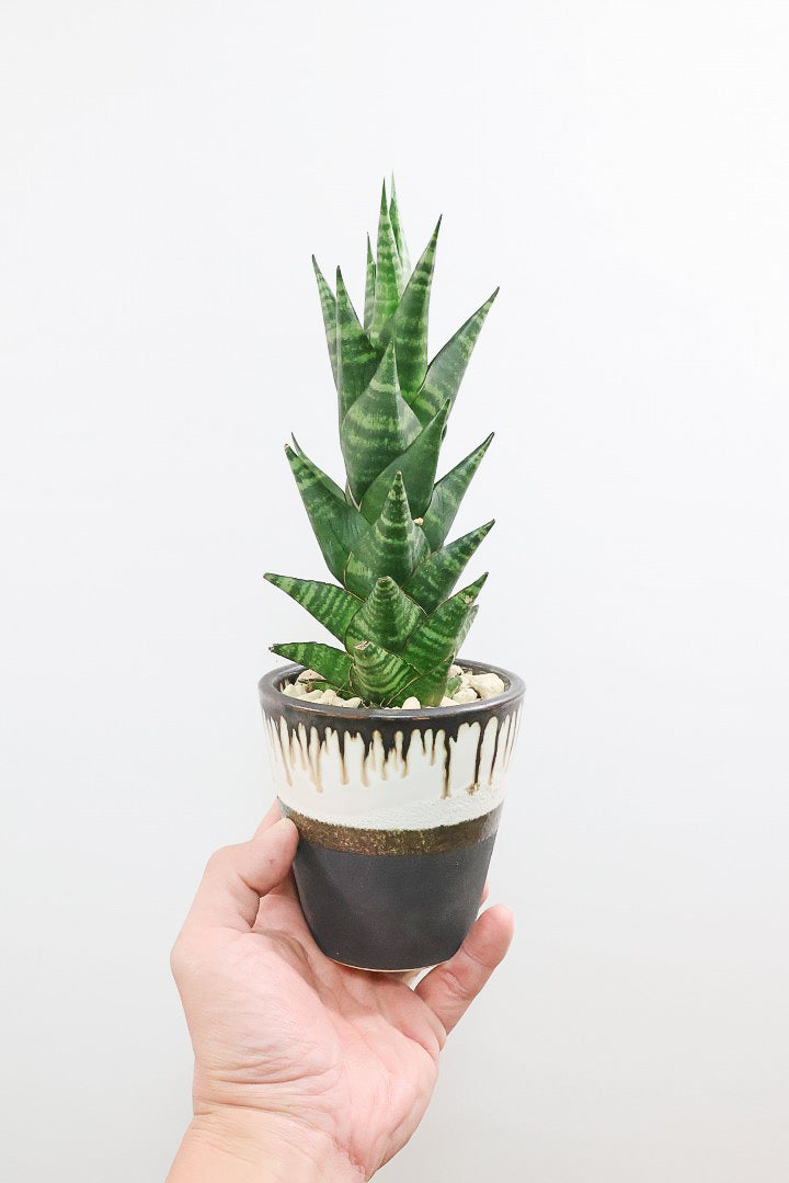 【サンスベリア タイハイブリッド】あまり出回らない希少種！生産者さん一押しのニューフェイス!!