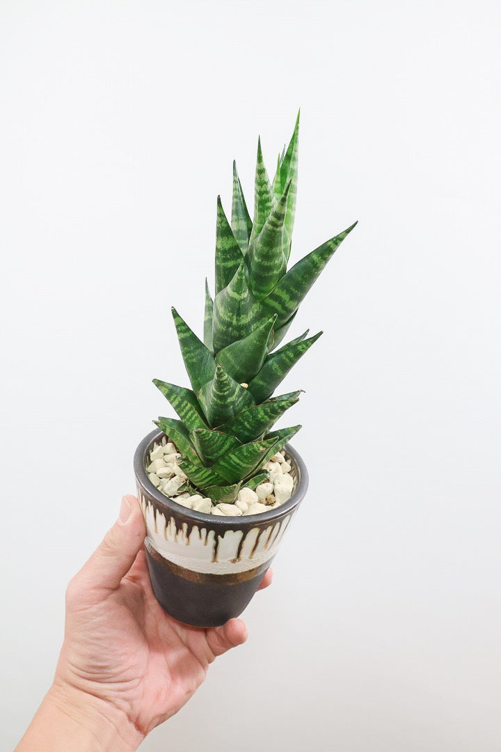 【サンスベリア タイハイブリッド】あまり出回らない希少種！生産者さん一押しのニューフェイス!!