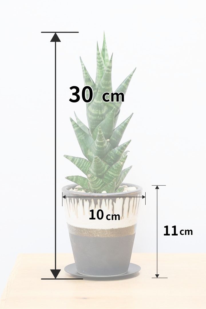 【サンスベリア タイハイブリッド】あまり出回らない希少種！生産者さん一押しのニューフェイス!!