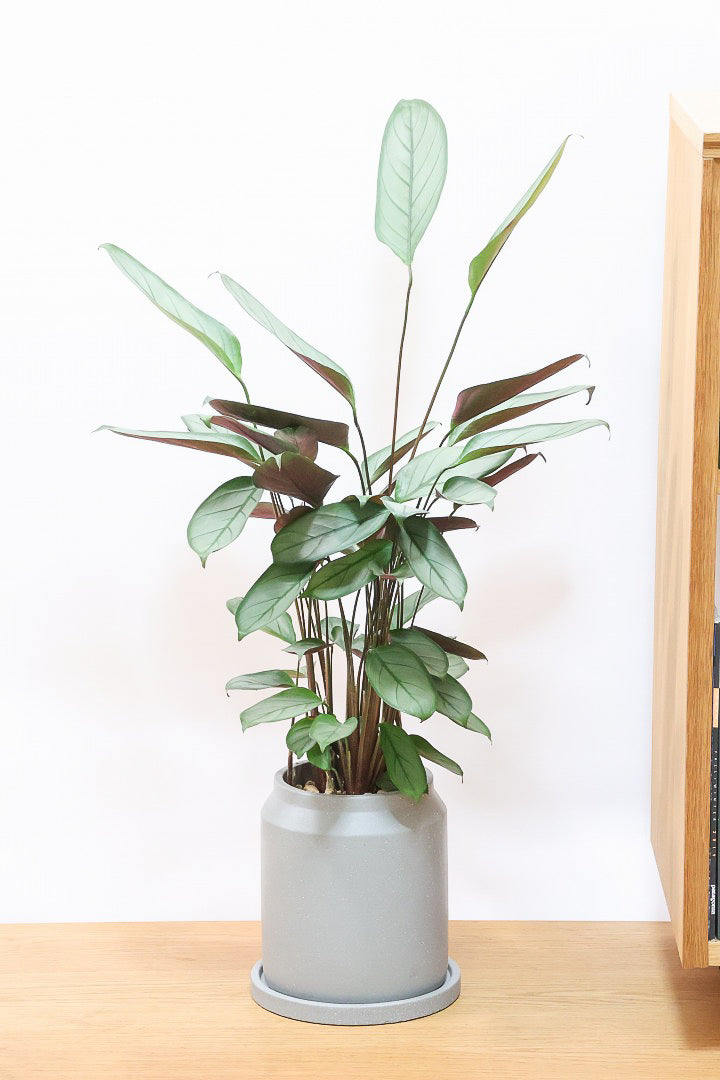 【クテナンテ グレースター】グリーングレーの葉が美しい！繊細な葉脈の葉もとても素晴らしい品種です！