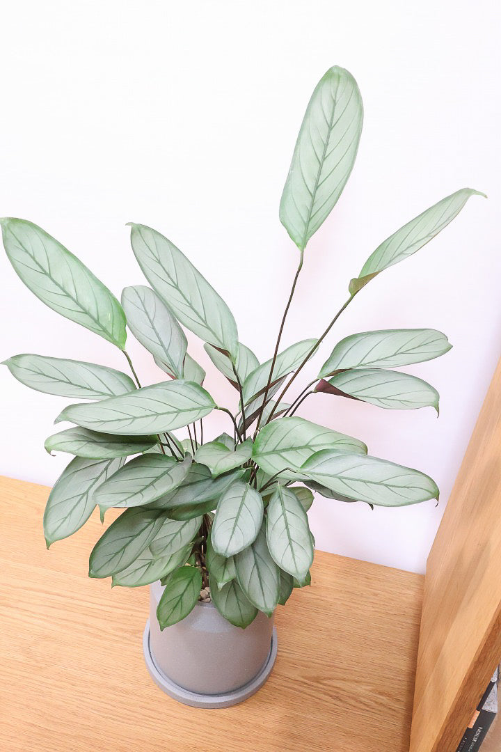 【クテナンテ グレースター】グリーングレーの葉が美しい！繊細な葉脈の葉もとても素晴らしい品種です！